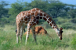 Reticulated Giraffe -  Samburu, Kenya